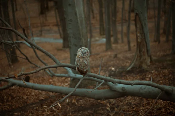 Little Owl Sits Branch Watching Camera — Stock Photo, Image