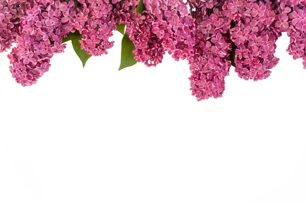 Flores Ramas Hojas Pétalos Lila Con Espacio Para Texto Sobre — Foto de Stock