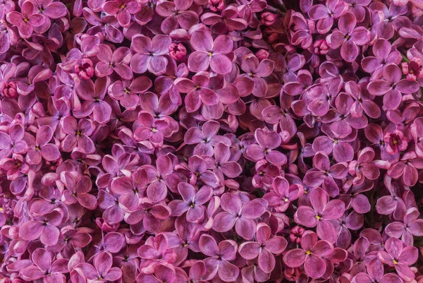 Flores Lila Primer Plano Fondo — Foto de Stock