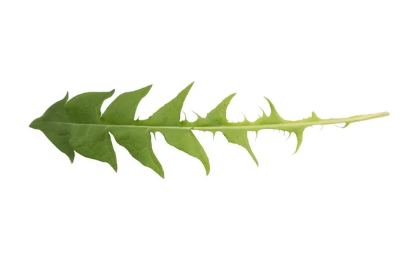 タンポポの葉は 白い背景の上をカット — ストック写真