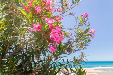 Mavi deniz ve sarı kum karşı pembe Oleander bir Bush