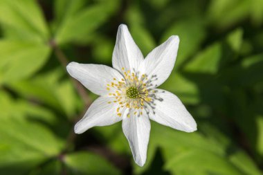 anemon çiçeği beyaz çiçekler