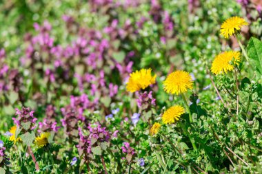 Çiçekli bahar çayırı