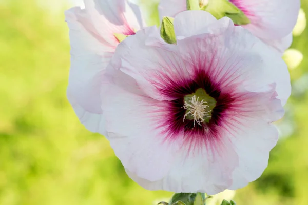 Malvi flower in a sunny garden