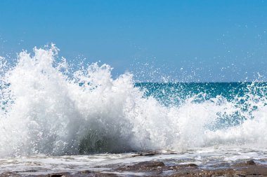  yeşil çim üzerinde yürüyüş güvercin