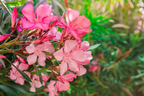 Flores Adelfa Rosa Con Hojas Verdes — Foto de Stock