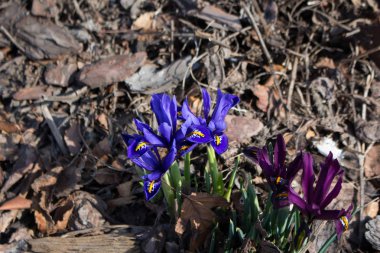 İlk bahar çiçekleri.