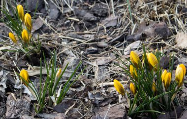 İlk bahar çiçekleri. Sarı kardelenler