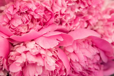 Metin için beyaz bir arka plan alanında şakayık pembe tomurcukları ve yaprakları