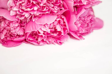 Metin için beyaz bir arka plan alanında şakayık pembe tomurcukları ve yaprakları