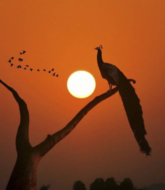 Gün batımında tavus kuşu. jpg