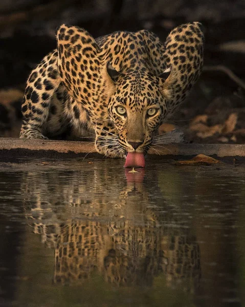 Gir Milli Parkı Ndan Hint Leoparı — Stok fotoğraf
