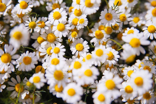 Flores frescas de camomila — Fotografia de Stock