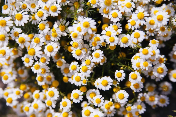 Fleurs de camomille fraîches — Photo