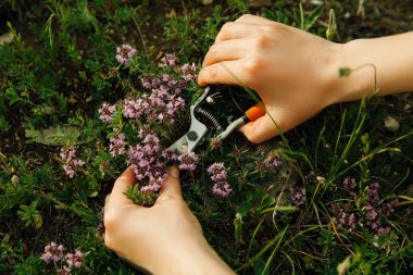Kadın eli dağ otlarını topluyor.