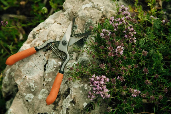 Collection of mountain herbs for tea — Stock Photo, Image