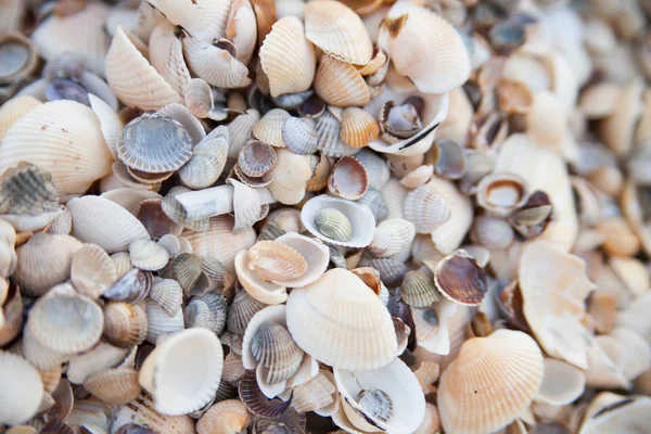 Un montón de conchas marinas Fotos De Stock Sin Royalties Gratis