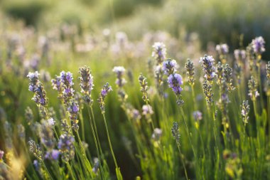 Çiçekler ile lavanta çalı