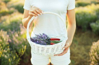 Bayan eller lavanta ile bir sepet tutun