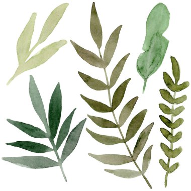 El çizilmiş suluboya narin yaprakları beyaz arka plan üzerinde izole. Düğün daveti, kumaş, ambalaj, tekstil, kapak, kartpostal, kağıt, tebrik kartları, blog için tasarım. Yeşil sevimli yaban çiçekleri.