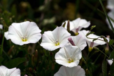 Bindweed (Convolvulus arvensis) sürünen bir ot tarlasıdır..