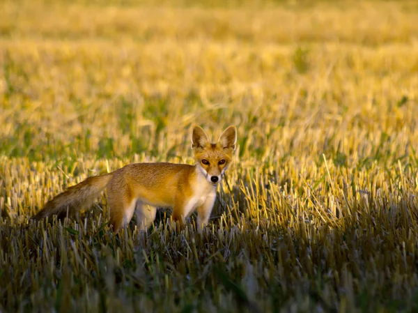 The red fox (Vulpes vulpes) puppies hunt the gabina stub.