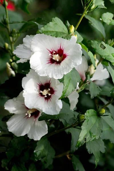 Shrub Mallow (Hibiscus syriacus) çalılık bahçe dekoratif bitkileri.