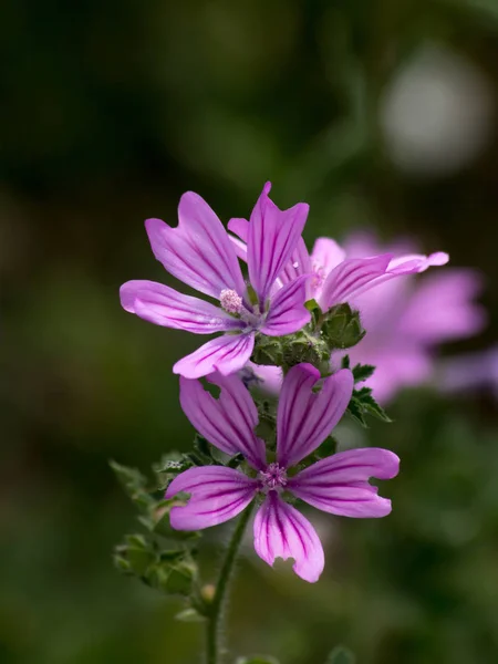 Bos Kaasjeskruid Malva Sylvestris Gemeenschappelijke Bloembollenvelden — Stockfoto