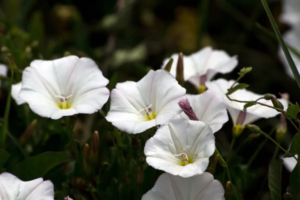 Bindweed Convolvulus Arvensis Campo Ervas Daninhas Rastejante — Fotografia de Stock