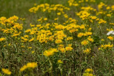 Çayır Buttercup (tipik acris) çiçek çayırları sulak.