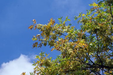 Daha önce Ash (Fraxinus excelsior) tohum olgunlaşma.