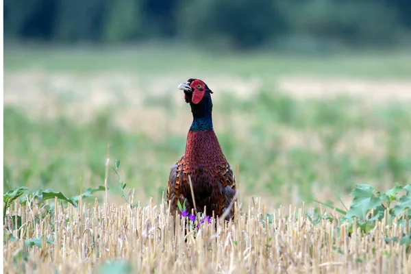 Pheasant Phasianus Colchicus Field — Stock Photo, Image