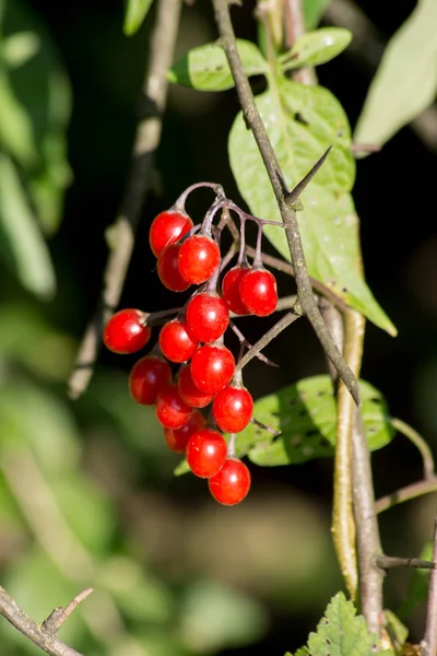 Piros Nadragulya Solanum Dulcamara Lehet Használni Gyógyulás — Stock Fotó