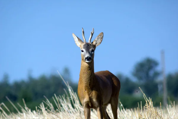 European Roe Deer Capreolus Capreolus Grazed Grain Sorghum — Stock Photo, Image
