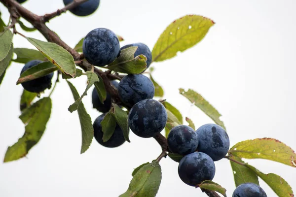Die Blaue Schlehe Prunus Spinosa Frucht Des Herbstwaldes — Stockfoto