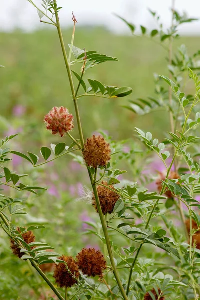 Licorice Glycyrrhiza Glabra Leaf Fruit Summer — Stock Photo, Image