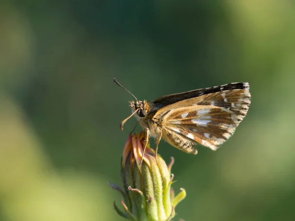 Borboleta Feno Comum Coenonympha Glicerina Flores Silvestres — Fotografia de Stock