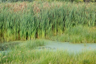 Rıhtımlar üzerinde su ortak reed (kamış australis) ..