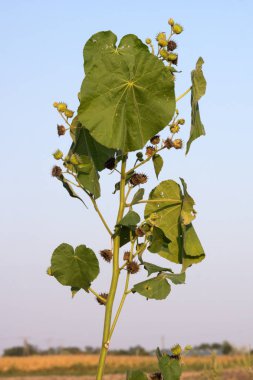Sarı çiçekli İpekböceği (Abutilon theophrasti) invaziv ot.