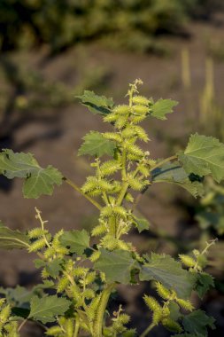 Pıtrak (Xanthium strumarium), bir hardy ot anız.
