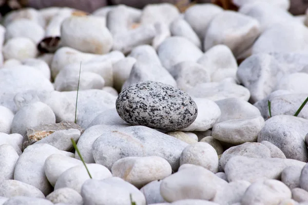 ほとんどの小石は公園の地面を飾る — ストック写真