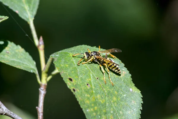 지우개 Polistes Dominula의 — 스톡 사진