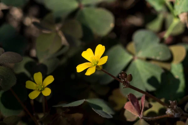 Saumon Aviaire Oxalis Corniculata Est Une Mauvaise Herbe Faible Croissance — Photo