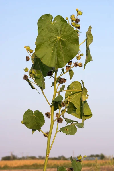 Lombriz Seda Flores Amarillas Abutilon Theophrasti Hierba Invasora —  Fotos de Stock