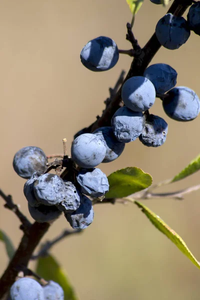 Őszi Erdő Kék Sloe Prunus Spinosa Gyümölcse — Stock Fotó