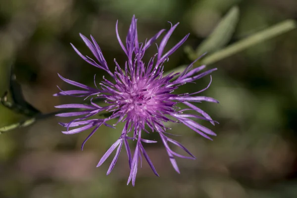 Centaurea Jacea 필드의 — 스톡 사진