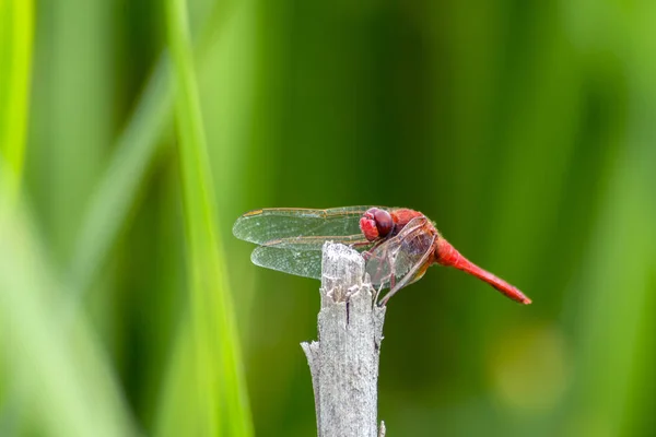 Langs Weg Dragonfly Sympetrum Flaveolum Een Algemene Soort — Stockfoto