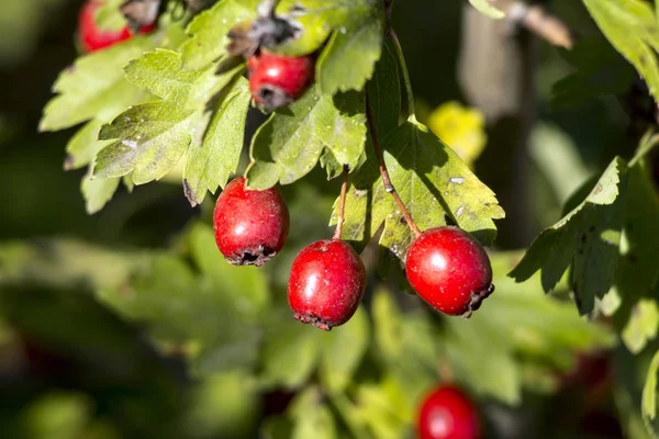 Alıç Crataegus Laevigata Yaz Sonunda Meyvesi — Stok fotoğraf