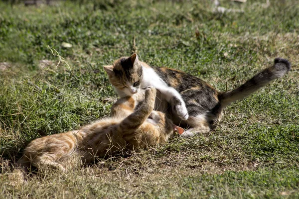 家养的猫在花园里玩耍 — 图库照片