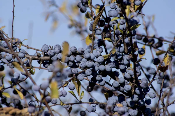 Őszi Erdő Kék Sloe Prunus Spinosa Gyümölcse — Stock Fotó